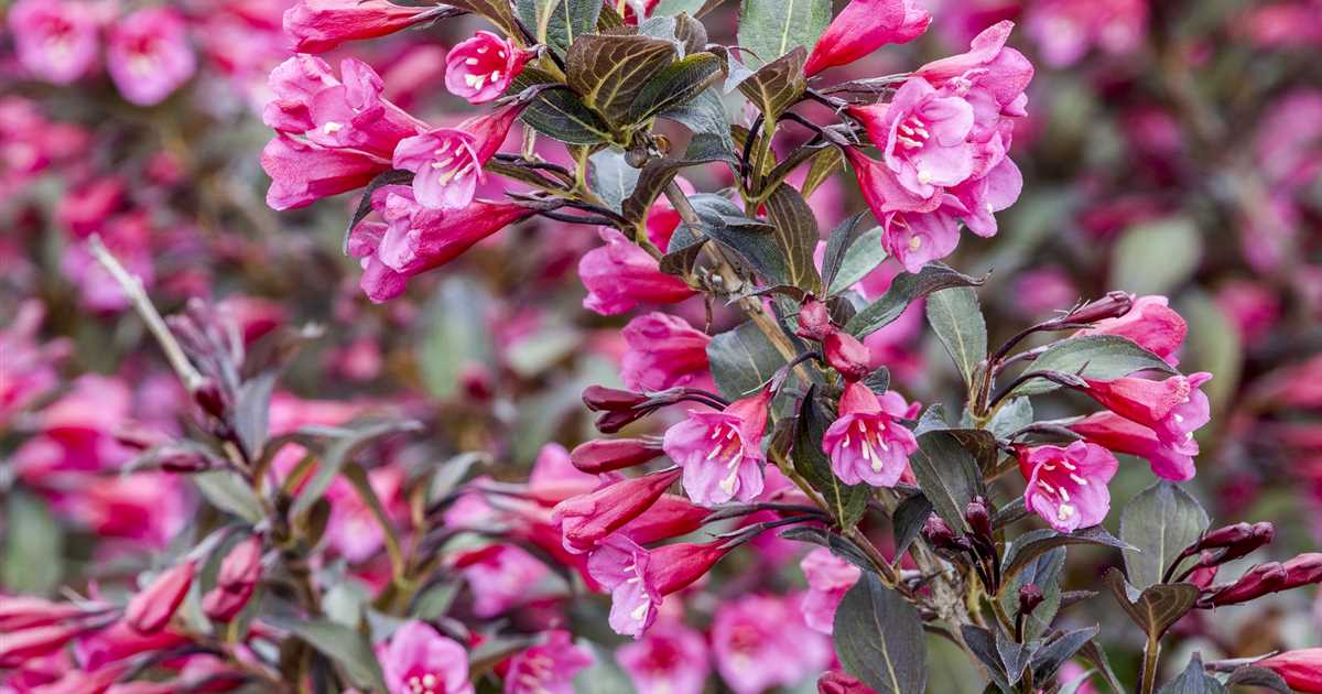 Weigela Florida, Rosa Weigelie - Gärtnerei Irrgang