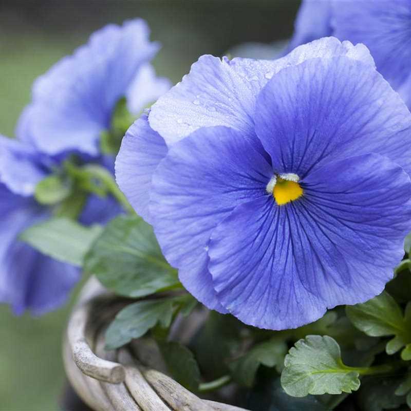 Viola X Wittrockiana Grossblutiges Garten Stiefmutterchen Gartnerei Irrgang