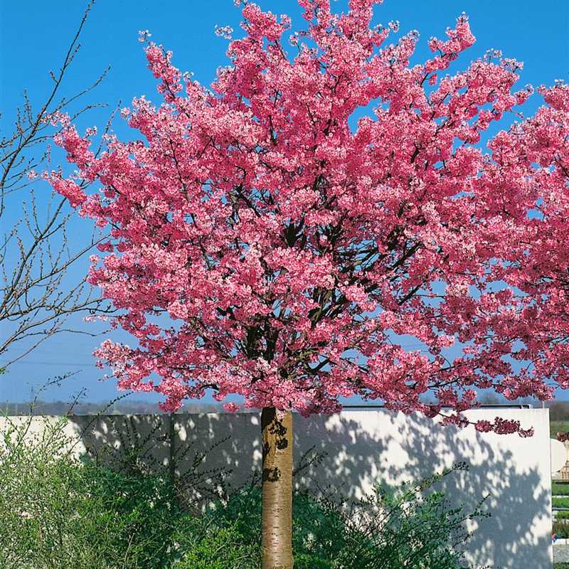 Prunus Kursar Zierkirsche Kursar Gärtnerei Irrgang